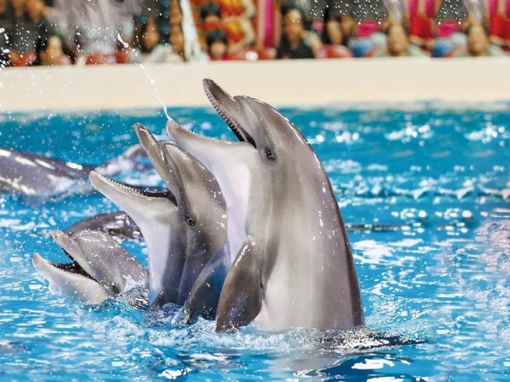 Dolphin Park Dolphin Show – Unforgettable Family Experience in Antalya - 1