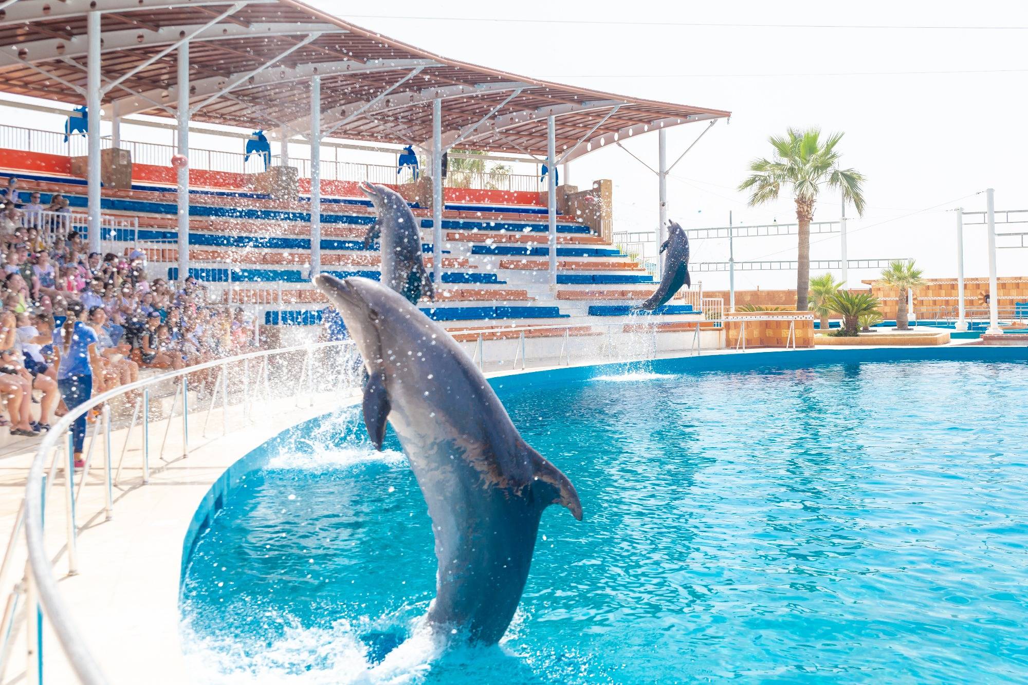 Dolphin Park and Dolphin Show